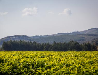 Tanzania Tea Packers Limited (TATEPA) Public Announcement – November 2025 [A Comprehensive Investor and Industry Analysis]