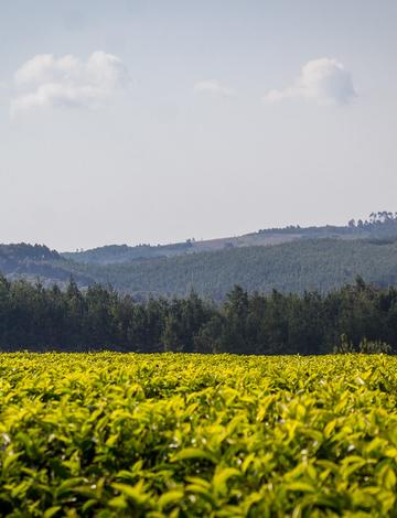 Tanzania Tea Packers Limited (TATEPA) Public Announcement – November 2025 [A Comprehensive Investor and Industry Analysis]