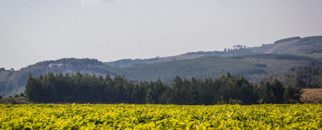 Tanzania Tea Packers Limited (TATEPA) Public Announcement – November 2025 [A Comprehensive Investor and Industry Analysis]